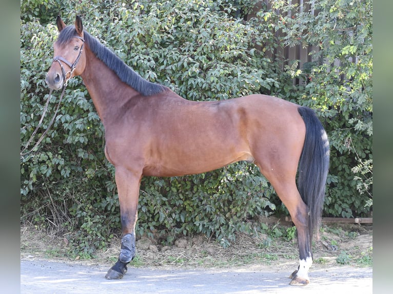 Westfaliano Castrone 9 Anni 168 cm Baio in Geilenkirchen