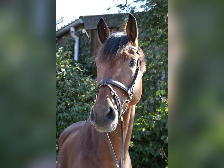 Westfaliano Castrone 9 Anni 168 cm Baio in Geilenkirchen