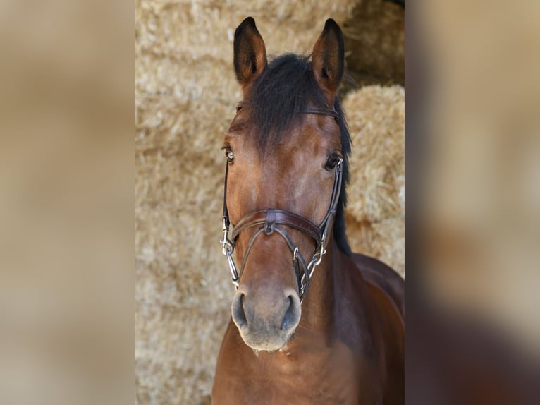 Westfaliano Castrone 9 Anni 168 cm Baio in Geilenkirchen