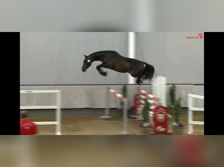 Westfaliano Castrone 9 Anni 168 cm Baio in Kevelaer