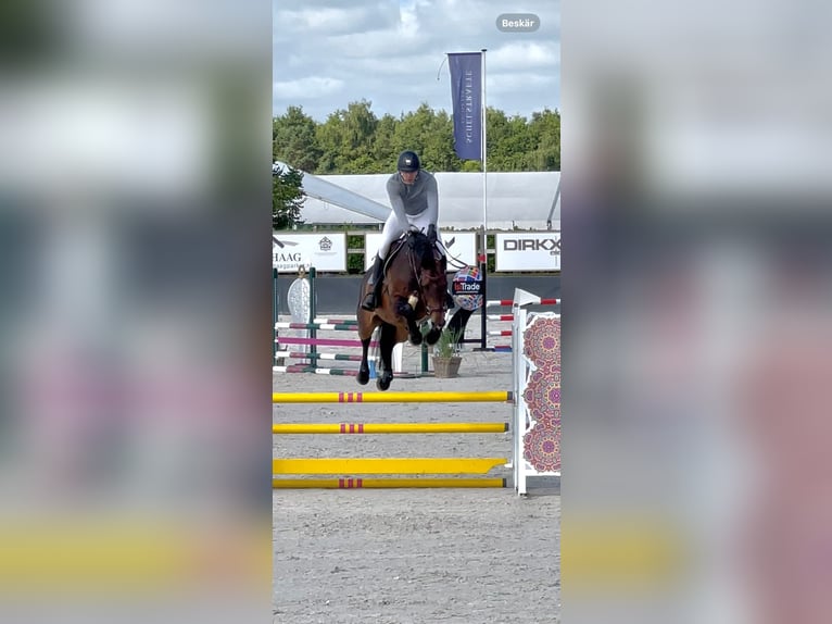 Westfaliano Castrone 9 Anni 168 cm Baio in Kevelaer