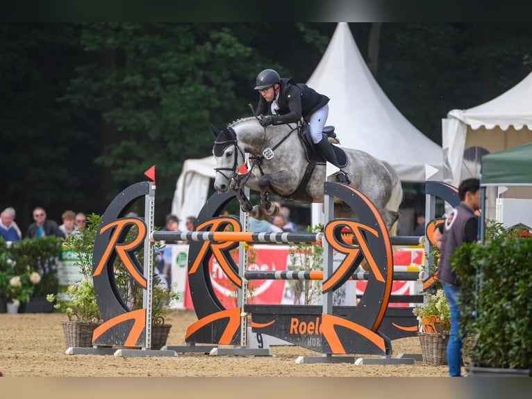 Westfaliano Castrone 9 Anni 168 cm Grigio in Thedinghausen