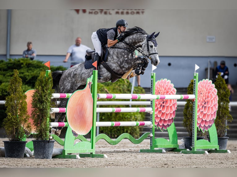 Westfaliano Castrone 9 Anni 168 cm Grigio in Ústí nad Labem