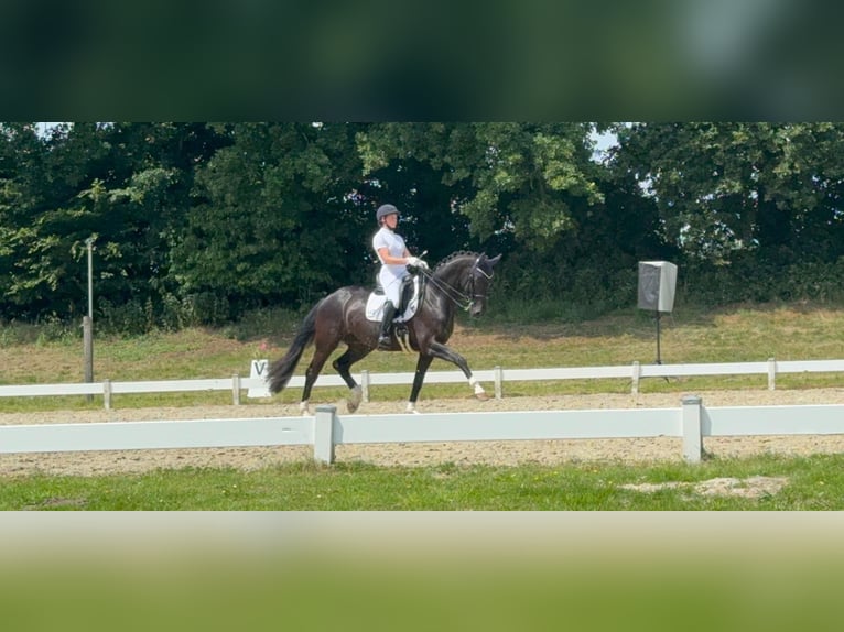 Westfaliano Castrone 9 Anni 169 cm Baio scuro in Coesfeld