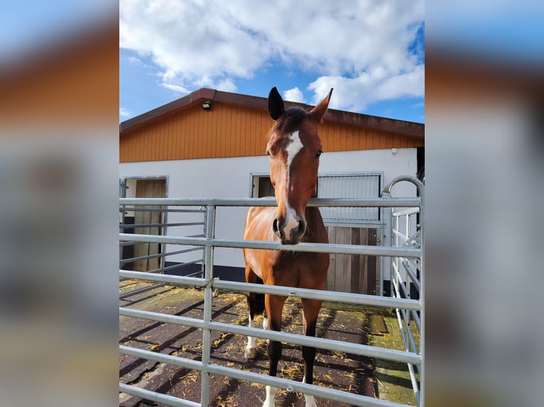 Westfaliano Castrone 9 Anni 169 cm Baio scuro in Rietberg