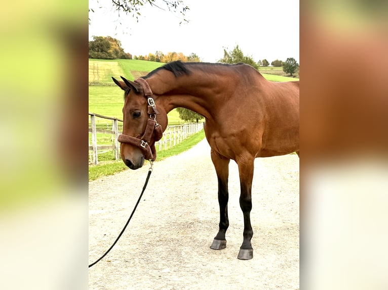 Westfaliano Castrone 9 Anni 170 cm Baio in Nidda