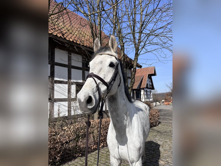 Westfaliano Castrone 9 Anni 170 cm Grigio pezzato in Osnabrück