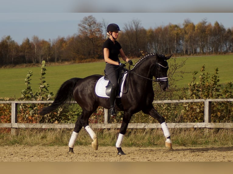 Westfaliano Castrone 9 Anni 170 cm Morello in Iserlohn