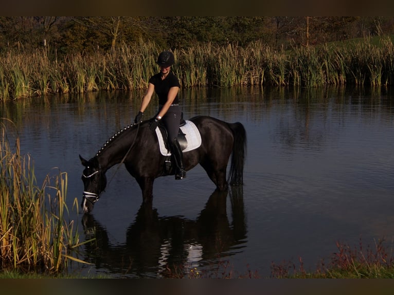 Westfaliano Castrone 9 Anni 170 cm Morello in Iserlohn