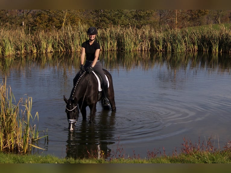 Westfaliano Castrone 9 Anni 170 cm Morello in Iserlohn