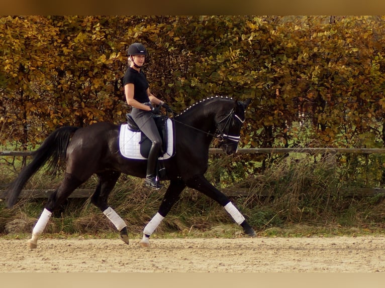 Westfaliano Castrone 9 Anni 170 cm Morello in Iserlohn