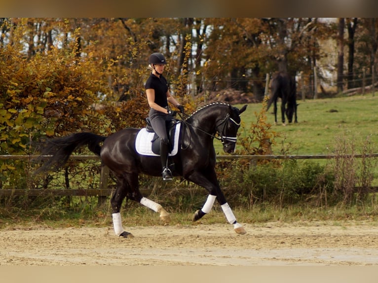 Westfaliano Castrone 9 Anni 170 cm Morello in Iserlohn