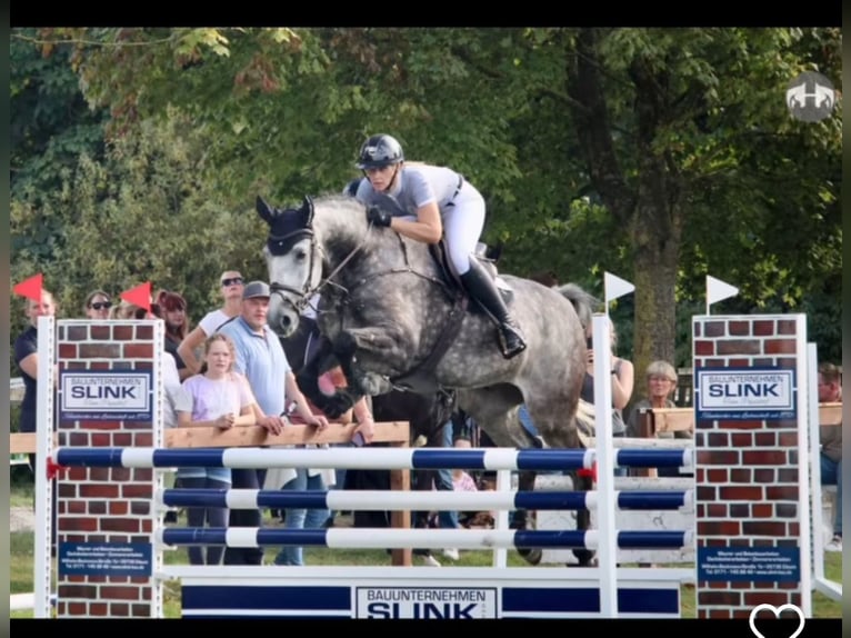 Westfaliano Castrone 9 Anni 172 cm Grigio pezzato in Lütetsburg
