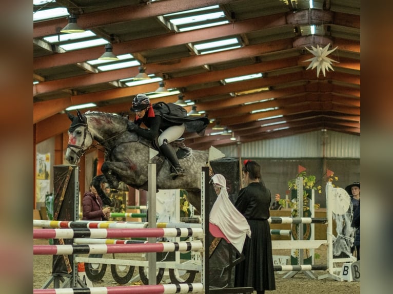 Westfaliano Castrone 9 Anni 172 cm Grigio pezzato in Lütetsburg