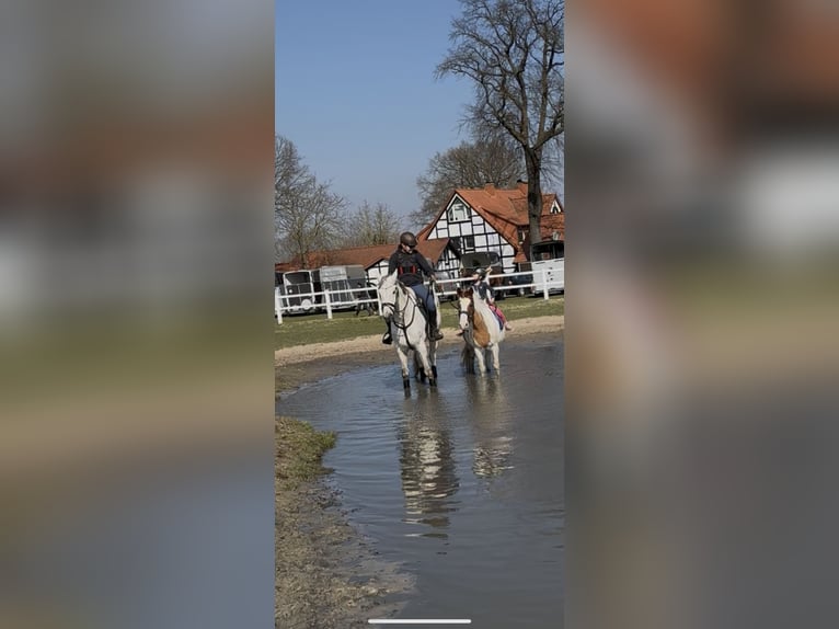 Westfaliano Castrone 9 Anni 173 cm Grigio in Kalletal