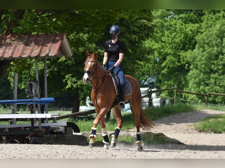 Westfaliano Castrone 9 Anni 174 cm Sauro in Coesfeld