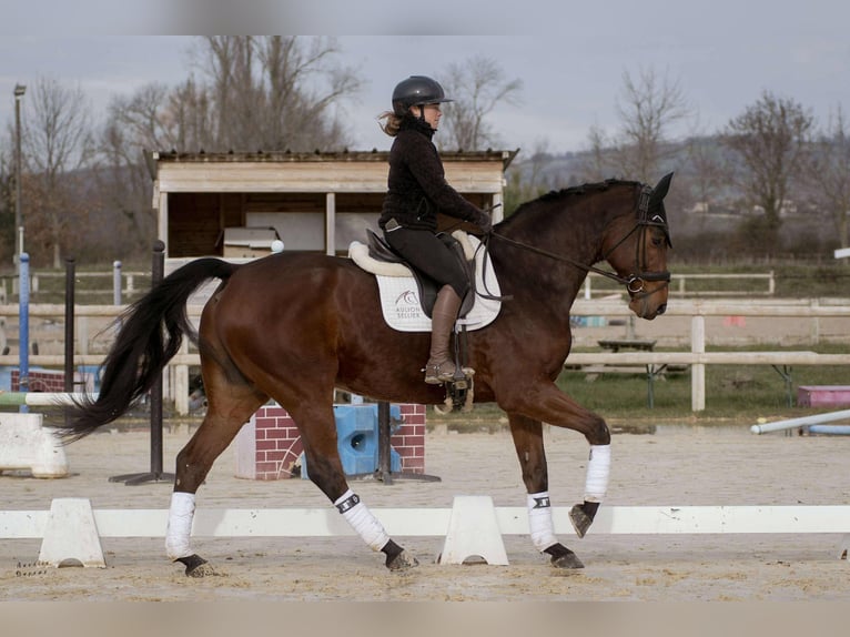 Westfaliano Castrone 9 Anni 176 cm Baio in sardieu