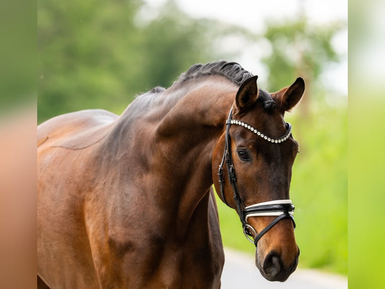 Westfaliano Castrone 9 Anni 177 cm Baio in Gleichen