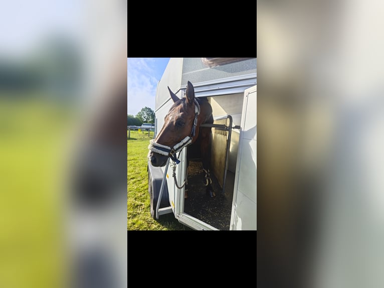 Westfaliano Castrone 9 Anni 178 cm Baio in Hamm