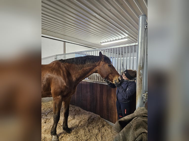 Westfaliano Castrone 9 Anni 178 cm Baio in Mühlhausen