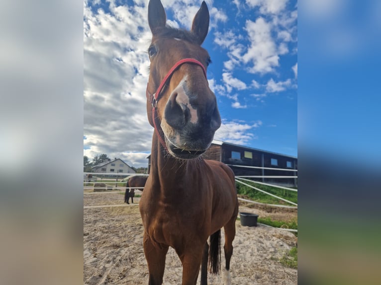 Westfaliano Castrone 9 Anni 178 cm Baio in Mühlhausen