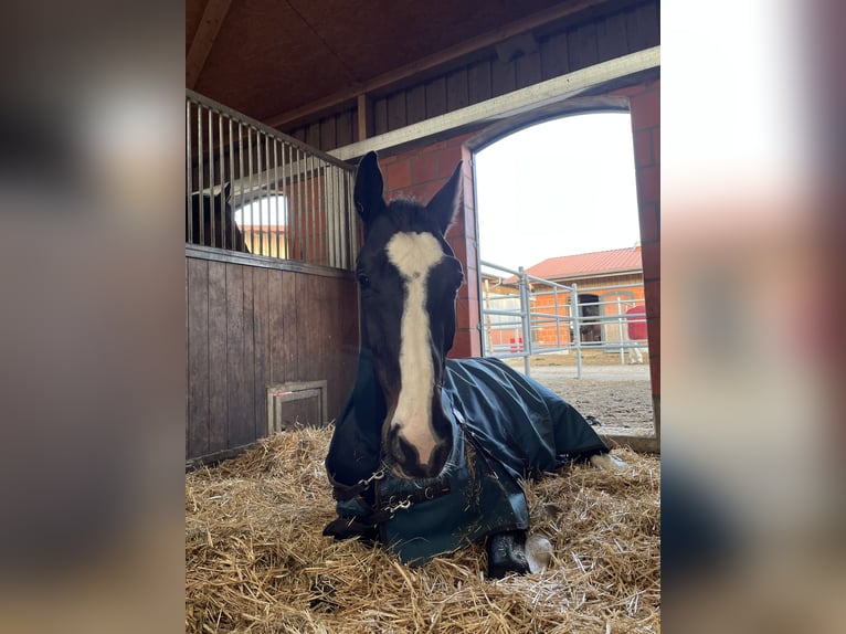Westfaliano Castrone 9 Anni 178 cm Baio nero in Ottenhofen