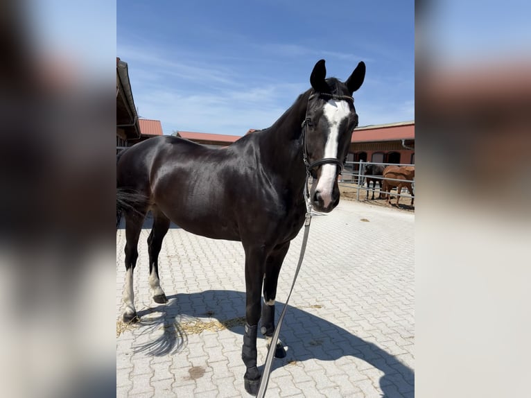 Westfaliano Castrone 9 Anni 178 cm Baio nero in Ottenhofen
