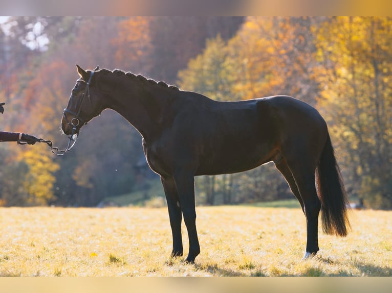 Westfaliano Castrone 9 Anni 180 cm Baio scuro in Ebreichsdorf