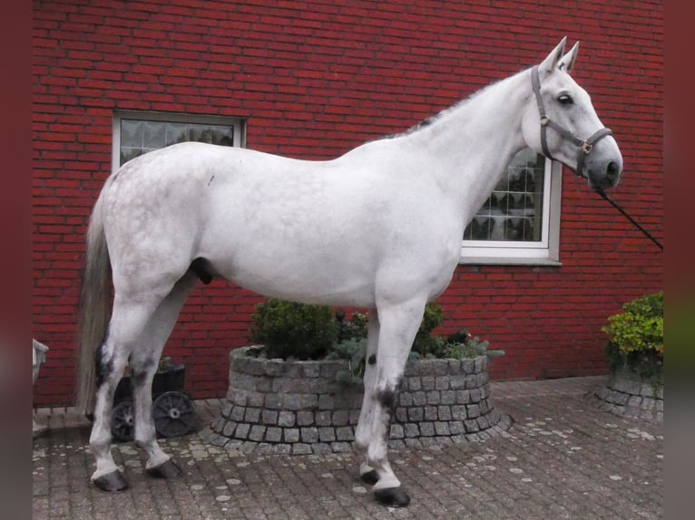 Westfaliano Castrone 9 Anni 188 cm  in Dorsten