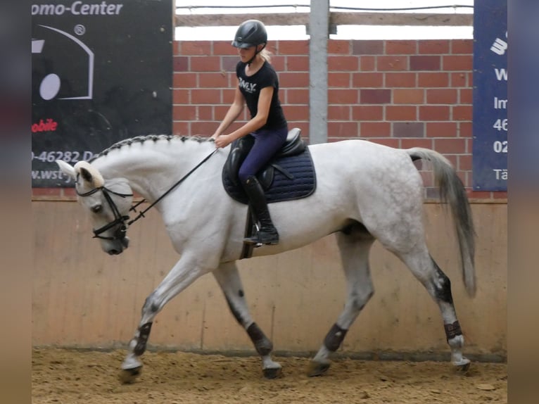 Westfaliano Castrone 9 Anni 188 cm  in Dorsten