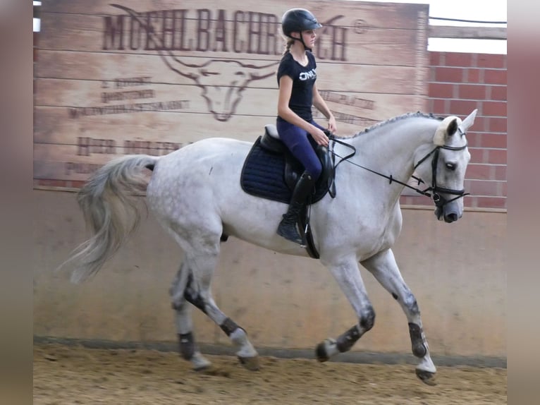 Westfaliano Castrone 9 Anni 188 cm  in Dorsten