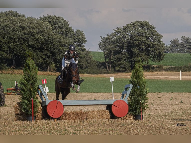 Westfaliano Giumenta 10 Anni 152 cm Baio scuro in M&#xFC;lheim an der Ruhr