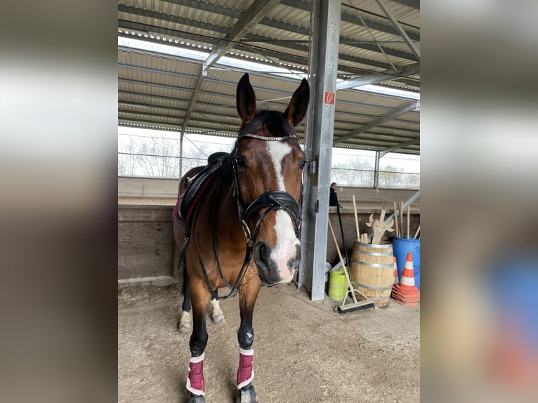 Westfaliano Giumenta 10 Anni 163 cm Baio in Düren