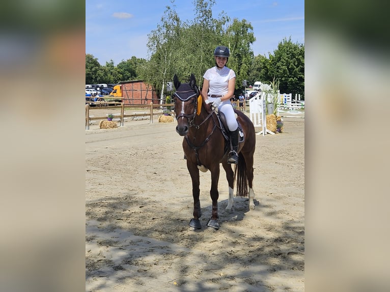 Westfaliano Giumenta 10 Anni 163 cm Sauro scuro in Ascheberg