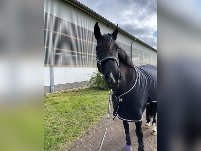 Westfaliano Giumenta 10 Anni 164 cm Morello in Euskirchen