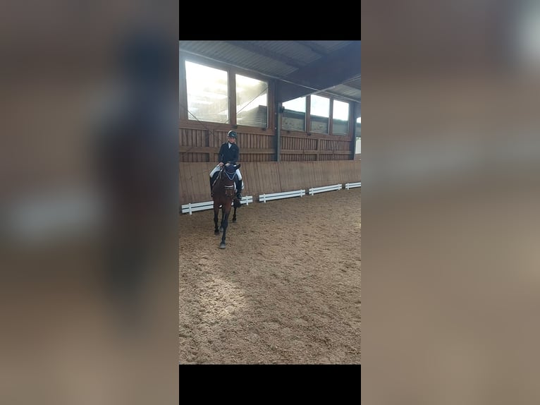 Westfaliano Giumenta 10 Anni 165 cm Baio in Wiesbaden