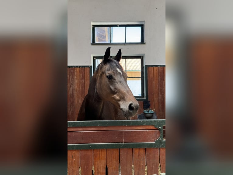 Westfaliano Giumenta 10 Anni 165 cm Baio scuro in Bruck an der Leitha