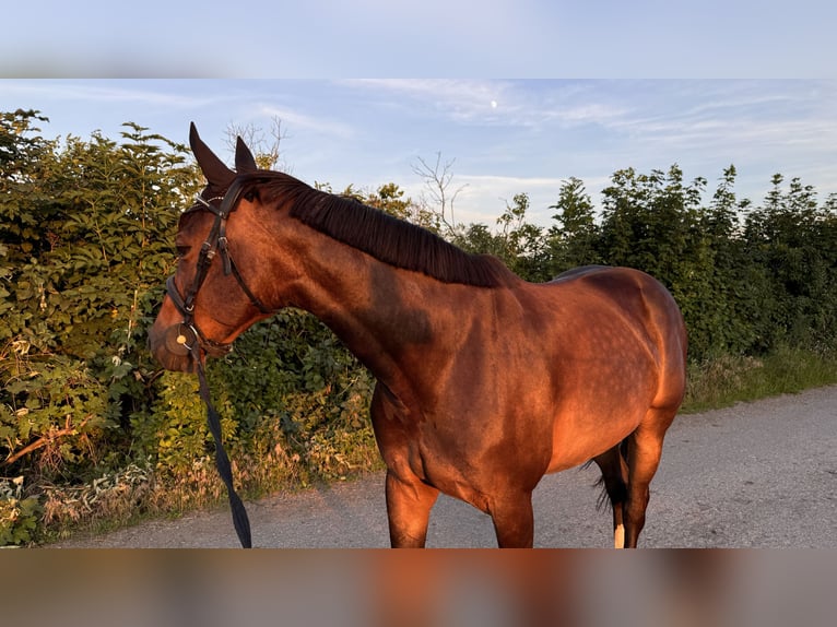Westfaliano Giumenta 10 Anni 165 cm Baio scuro in Bruck an der Leitha
