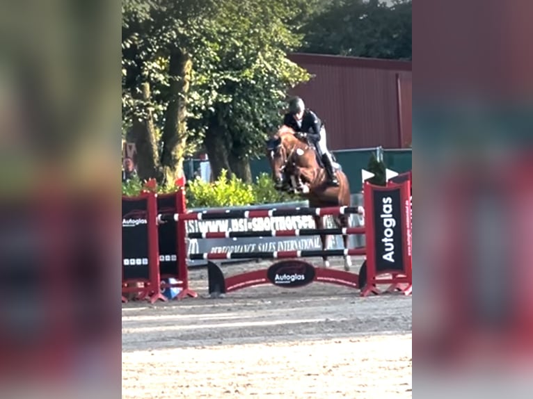 Westfaliano Giumenta 10 Anni 167 cm Sauro in Hüllhorst