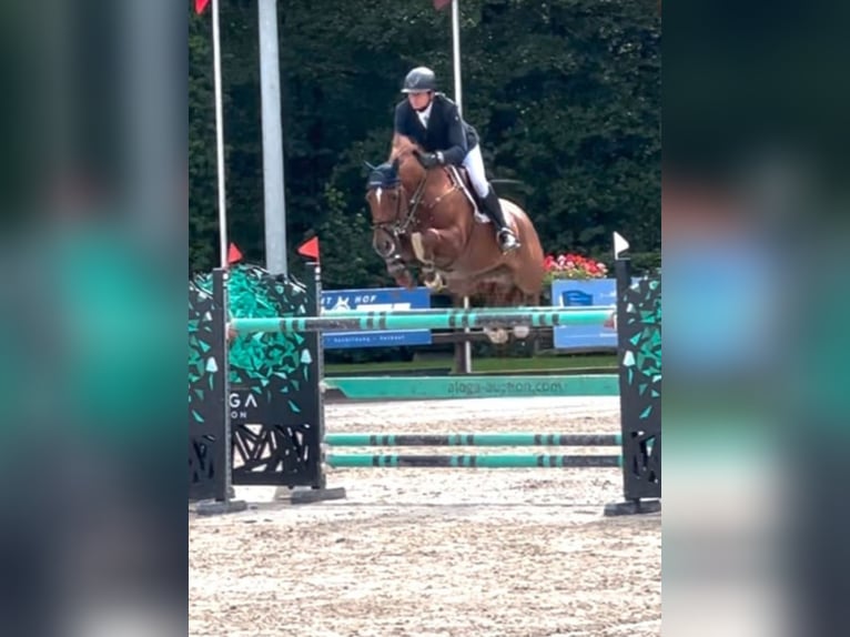 Westfaliano Giumenta 10 Anni 167 cm Sauro in Hüllhorst