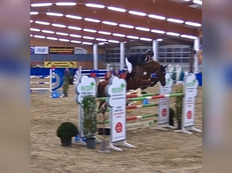 Westfaliano Giumenta 10 Anni 167 cm Sauro in Hüllhorst