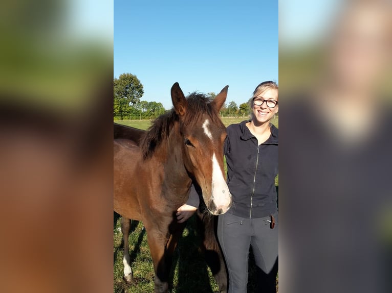 Westfaliano Giumenta 10 Anni 168 cm Baio scuro in Münster