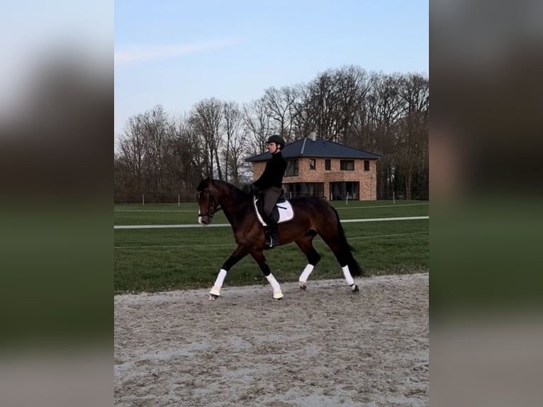 Westfaliano Giumenta 10 Anni 168 cm Baio scuro in Münster