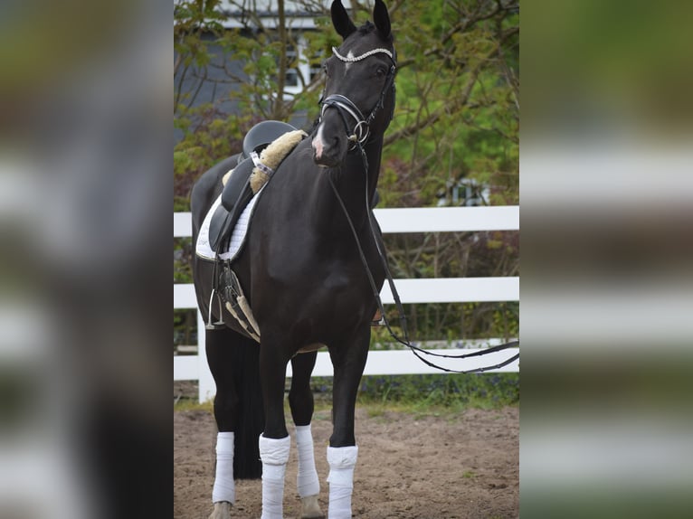 Westfaliano Giumenta 10 Anni 168 cm Morello in Dätgen