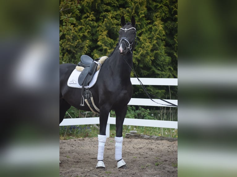 Westfaliano Giumenta 10 Anni 168 cm Morello in Dätgen