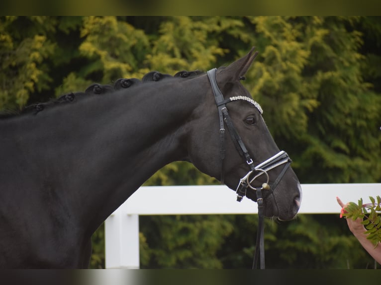 Westfaliano Giumenta 10 Anni 168 cm Morello in Dätgen