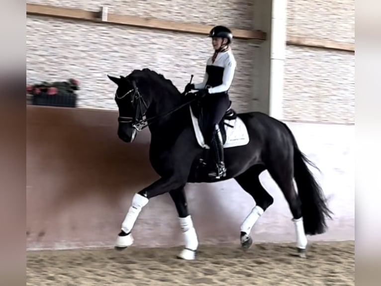 Westfaliano Giumenta 10 Anni 168 cm Morello in Wehringen