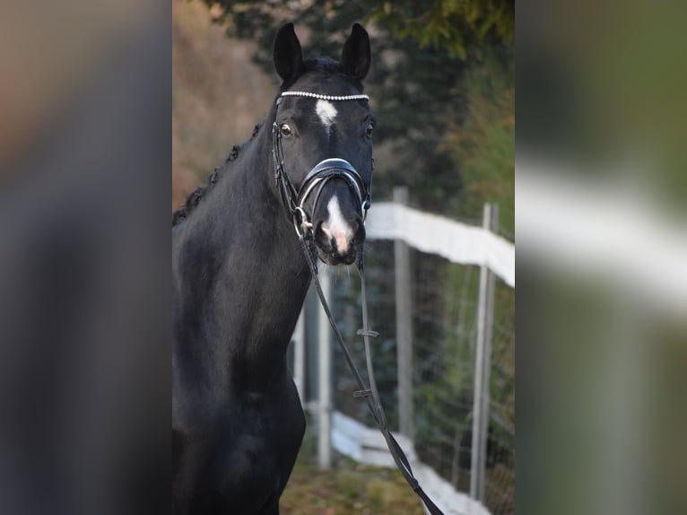 Westfaliano Giumenta 10 Anni 168 cm Morello in Dätgen