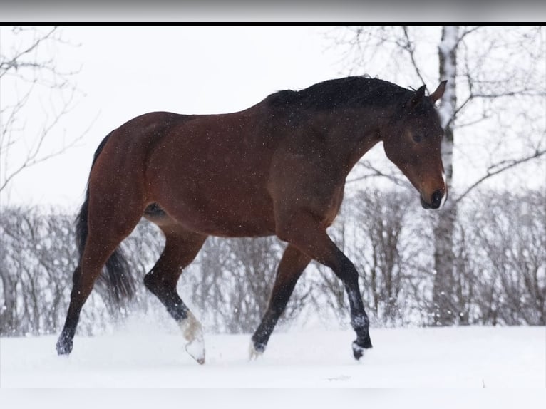 Westfaliano Giumenta 10 Anni 169 cm Baio in Wenden