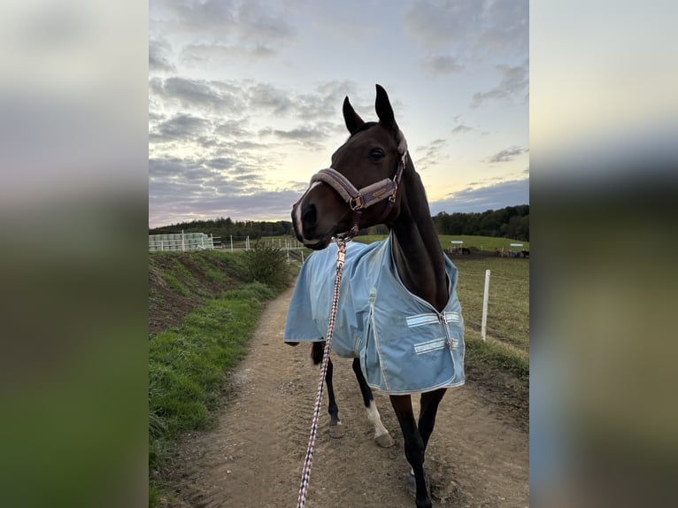 Westfaliano Giumenta 10 Anni 169 cm Baio in Wenden